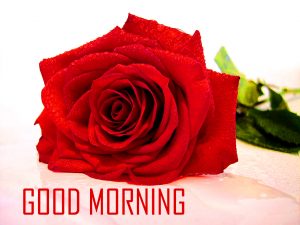 Flower Good Morning Photo Pictures HD Images Download
