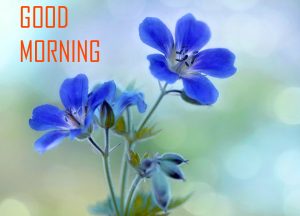 Flower Good Morning Images Photo Pictures Download
