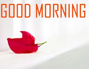 Flower Good Morning Images With Red Rose