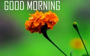 Flower Good Morning photo pictures download