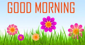 Flower Good Morning Photo Pictures Free Download 