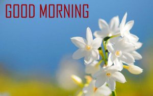 Flower Good Morning Photo Pics Download 