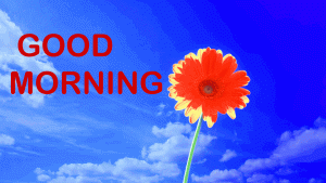 Free Good Morning pictures Wallpaper For Whatsaap