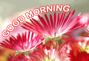 Flower Good Morning Images For Whatsaap