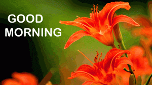 Free Good Morning Images With Flower For Whatsaap