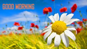 Flower Good Morning Images Photo Pics Download 