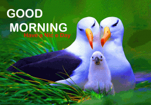 Beautiful Gud Mrng Photo Pictures Free Download