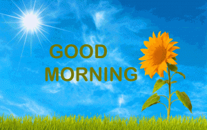 Flower Good Morning Photo Pics For Whatsaap Free Download