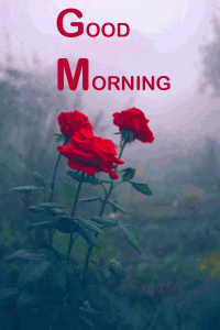  Good Morning My Sweetheart Images Photo Pictures Free Download With red Rose
