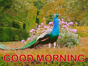 Have a Nice Day Good Morning Photo Download