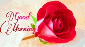 Red Rose Good Morning pictures For Her