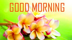 Flower Good Morning Photo Pictures Download 
