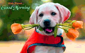 Puppy Good Morning Photo Pictures Download For Her