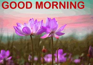 Good Morning Photo pictures For Whatsaap With Flower