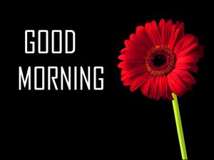 Flower Good Morning Photo Pictures In HD Download 