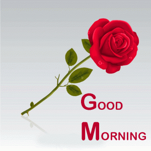 Good Morning Wishes Images With Red Rose