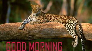 Animal Good Morning Images Photo Wallpaper