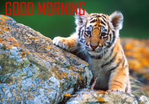 Animal Good Morning Images Photo Pics Download