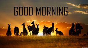 Animal Good Morning Images Photo Pictures Download