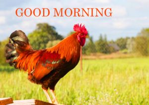 Good Morning Images Photo Pictures For Her Download