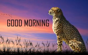Animal Good Morning Images Photo Pics Download