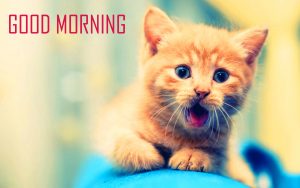 Animal Good Morning Images Photo Pictures Download