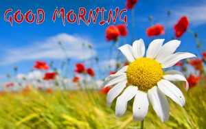 Best Free Good Morning Images Pics Download