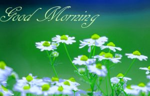 Free Best Happy Good Morning Wallpaper For Whatsaap