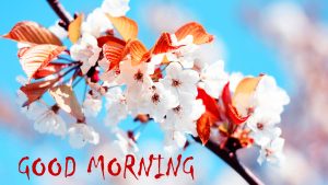 Top Good Morning Images Photo Pics Download