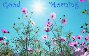Flower Free Good Morning Images Photo Download