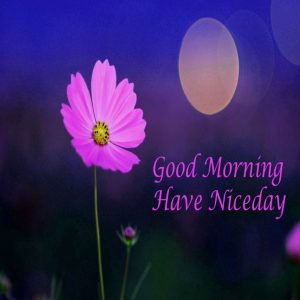 Stickers Free HD Good Morning Wallpaper Download
