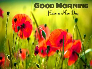 Free Best Happy Good Morning Pictures For Whatsaap Download 
