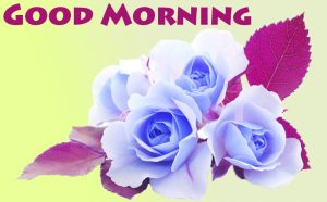 Rose Good Morning Images Photo Download