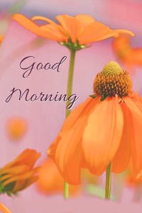 Flower Good Morning Images Photo Pics Download