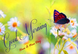 Free Best Happy Good Morning Images Photo Download 