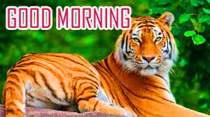 Animal Good Morning Images Photo Pics HD Download