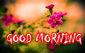 Top Good Morning Photo Pictures Free Download