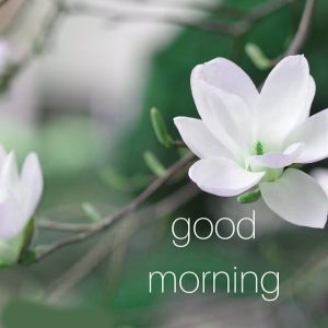 Unique Good Morning Images pics Download