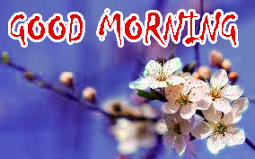 Good Morning Status Photo Pics Download