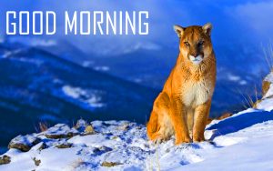 Animal Good Morning Images Wallpaper Download