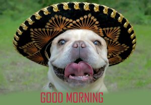 Animal Good Morning Images Photo Download