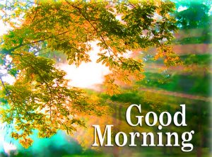 HD Good Morning Images Wallpaper Pictures Download