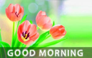 Saturday Good Morning Images Photo Pics With Flower