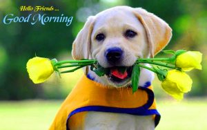 Cute Good Morning Images Photo Pictures Free Download 