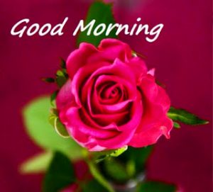 HD Good Morning Images Photo Pictures With Red Rose