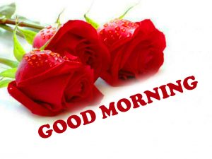 Saturday Good Morning Images Wallpaper Pictures With Red Rose
