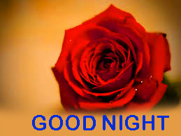 Romantic Good Night Images Photo Pictures With Red Rose