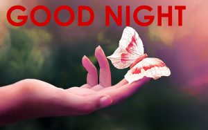 Cute Good Night Images Photo Pictures Download For Whatsaap