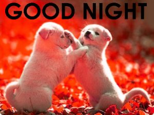 Cute Good Night Images Photo Pics Download
