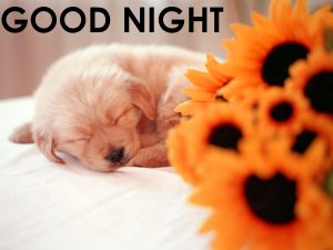 Cute Good Night Images Photo Pics Free Download